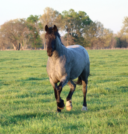 HorseID: 2310681 Sally - PhotoID: 1095350