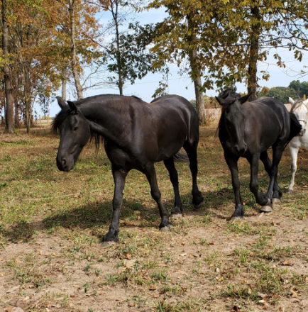 HorseID: 2310684 Angelita coots - PhotoID: 1095351