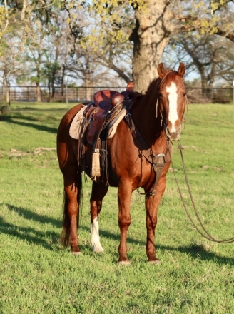 HorseID: 2310685 PLAYBOYS GOT POWER - PhotoID: 1095352