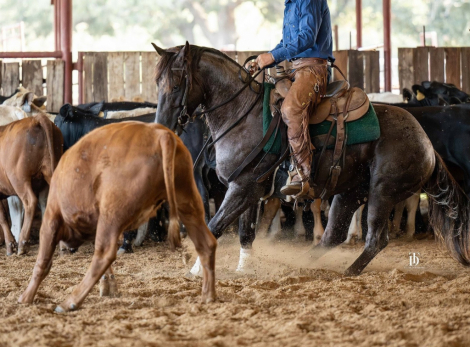 HorseID: 2310688 Cowboys Metallic A115 - PhotoID: 1095353