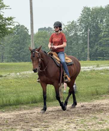 HorseID: 2310690 Bonafide Barnfly - PhotoID: 1095363