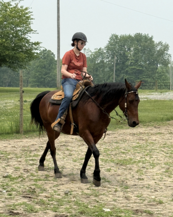 HorseID: 2310690 Bonafide Barnfly - PhotoID: 1095364