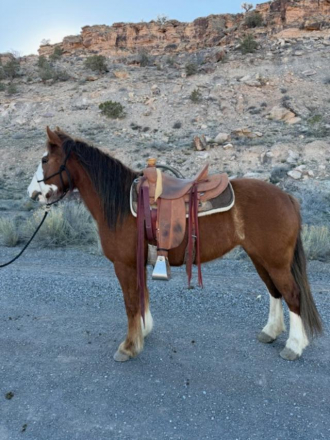 HorseID: 2310691 Bentley - PhotoID: 1095354