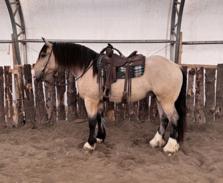 HorseID: 2310692 Moose - PhotoID: 1095355