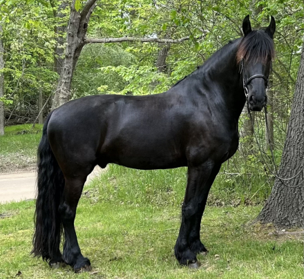 HorseID: 2310693 William van Keen - PhotoID: 1095356