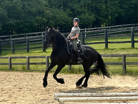 HorseID: 2310693 William van Keen - PhotoID: 1095357