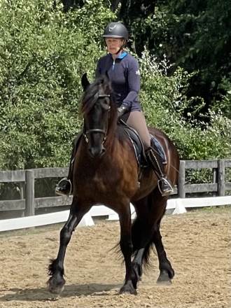 HorseID: 2310693 William van Keen - PhotoID: 1095358