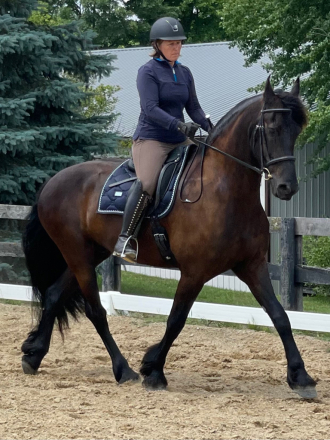 HorseID: 2310693 William van Keen - PhotoID: 1095359