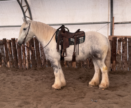 HorseID: 2310694 Patches - PhotoID: 1095360