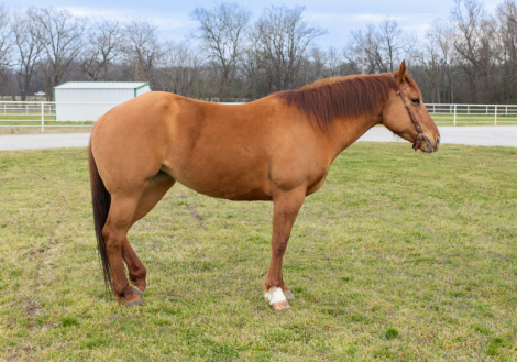 HorseID: 2310698 Dirty Spanish Six - PhotoID: 1095368