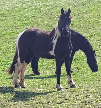 HorseID: 2310702 Olympia - PhotoID: 1095374