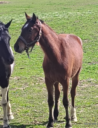 HorseID: 2310703 Minuet - PhotoID: 1095375