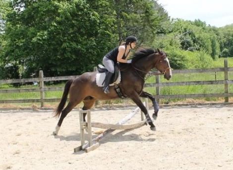 HorseID: 2310705 Midnight Tango - PhotoID: 1095379