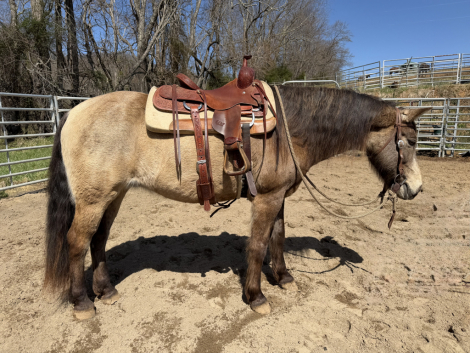 HorseID: 2310708 Brass - PhotoID: 1095380