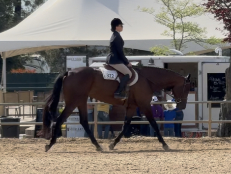 HorseID: 2310712 Hott N Southern - PhotoID: 1095433