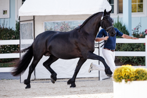 HorseID: 2310714 Zabrina ISF, Star - PhotoID: 1095386