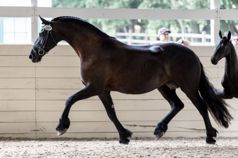 HorseID: 2310714 Zabrina ISF, Star - PhotoID: 1095387