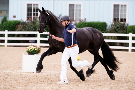 HorseID: 2310714 Zabrina ISF, Star - PhotoID: 1095388