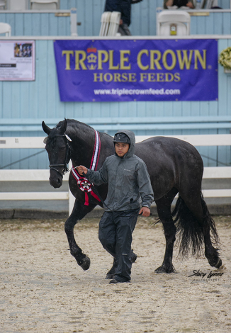 HorseID: 2310714 Zabrina ISF, Star - PhotoID: 1095389