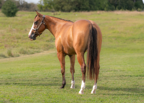 HorseID: 2310719 Cinnamon - PhotoID: 1095384