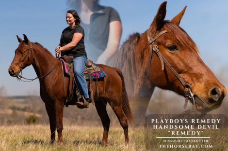 HorseID: 2310720 Playboys Remedy Handsome Devil - PhotoID: 1095394