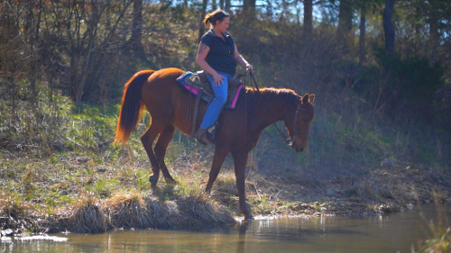HorseID: 2310720 Playboys Remedy Handsome Devil - PhotoID: 1095395