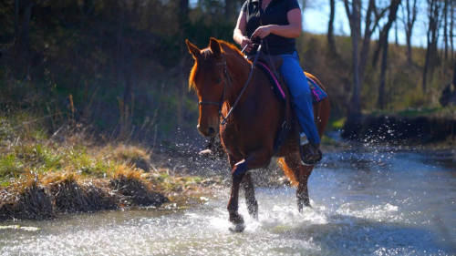 HorseID: 2310720 Playboys Remedy Handsome Devil - PhotoID: 1095397