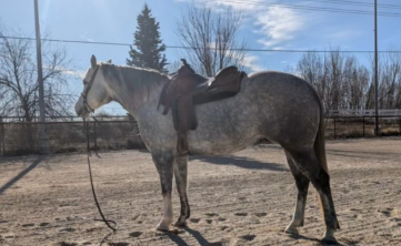 HorseID: 2310722 Maizie  APHA Grey Overo Mare - PhotoID: 1095478