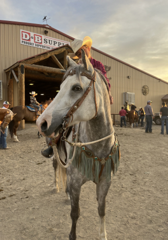 HorseID: 2310722 Maizie  APHA Grey Overo Mare - PhotoID: 1095479