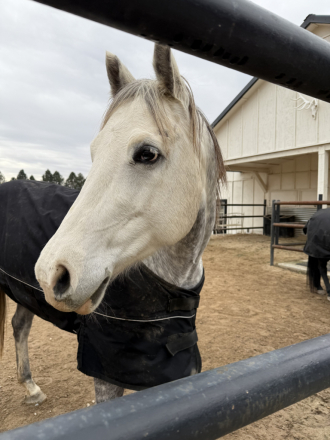 HorseID: 2310722 Maizie  APHA Grey Overo Mare - PhotoID: 1095480