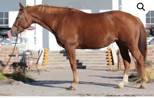 HorseID: 2310733 Jonie - PhotoID: 1095399