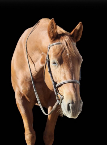 HorseID: 2310733 Jonie - PhotoID: 1095401