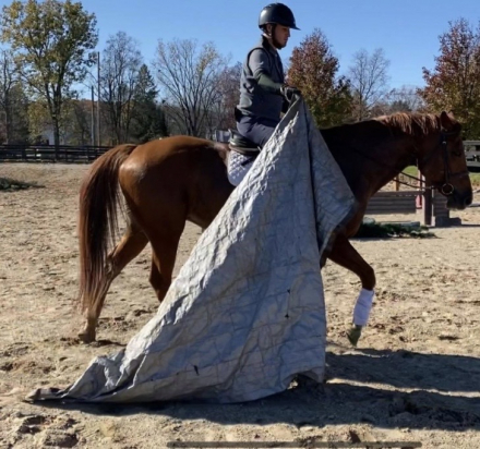 HorseID: 2310733 Jonie - PhotoID: 1095402