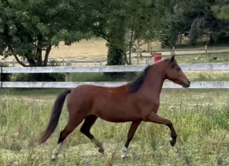 HorseID: 2310734 Katie - PhotoID: 1095403