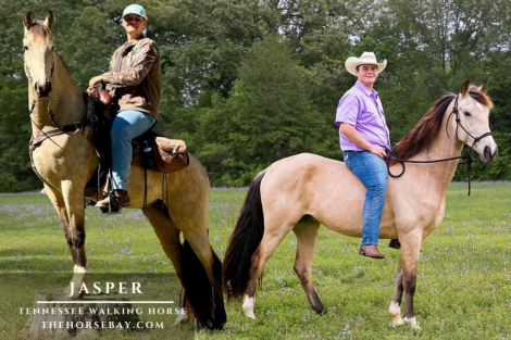 HorseID: 2310739 Jasper - PhotoID: 1095404