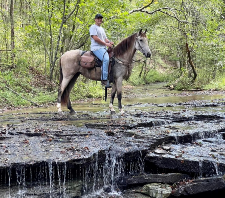 HorseID: 2310739 Jasper - PhotoID: 1095406