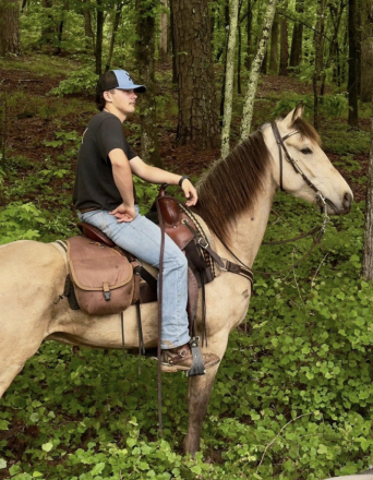 HorseID: 2310739 Jasper - PhotoID: 1095407