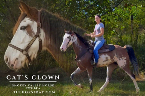 HorseID: 2310740 Smokey Valley Cat’s Clown - PhotoID: 1095408