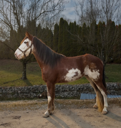 HorseID: 2310740 Smokey Valley Cat’s Clown - PhotoID: 1095409
