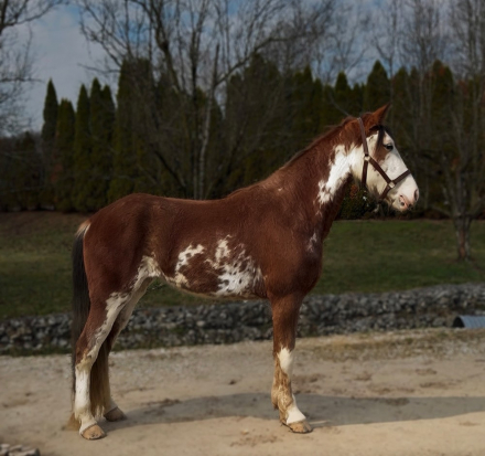 HorseID: 2310740 Smokey Valley Cat’s Clown - PhotoID: 1095411