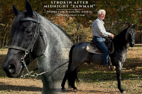 HorseID: 2310741 Strokin After Midnight - PhotoID: 1095412