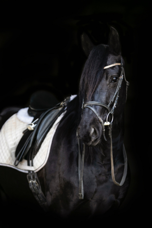 HorseID: 2310742 Demis Day Lilly - PhotoID: 1095416
