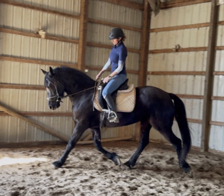 HorseID: 2310742 Demis Day Lilly - PhotoID: 1095417