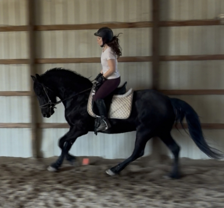 HorseID: 2310742 Demis Day Lilly - PhotoID: 1095418
