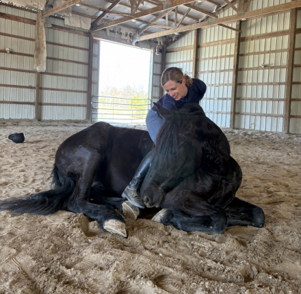 HorseID: 2310742 Demis Day Lilly - PhotoID: 1095419