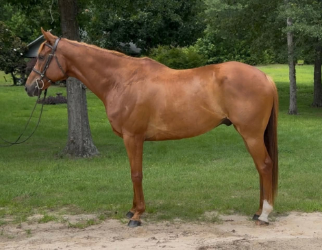 HorseID: 2310743 Irishtown - PhotoID: 1095422