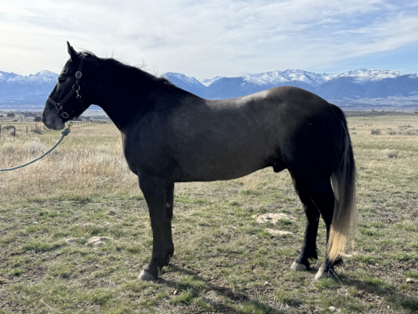 HorseID: 2310745 Flint - PhotoID: 1095429