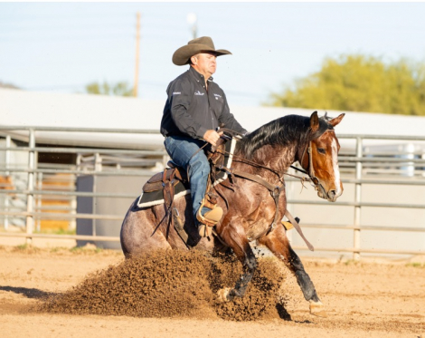 HorseID: 2310746 Catrick Swayze - PhotoID: 1095430