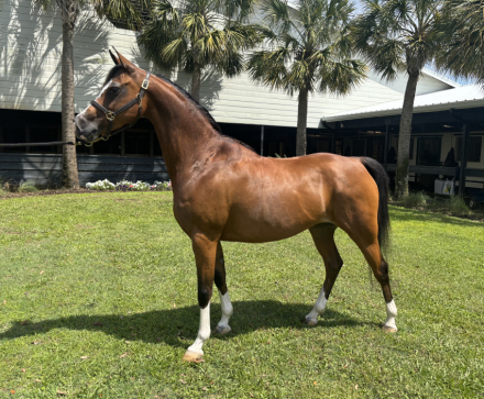 HorseID: 2310749 Roxie Hart CA - PhotoID: 1095431