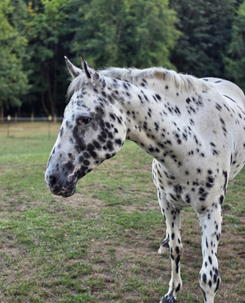 HorseID: 2310752 KKA Idaho Native - PhotoID: 1095432